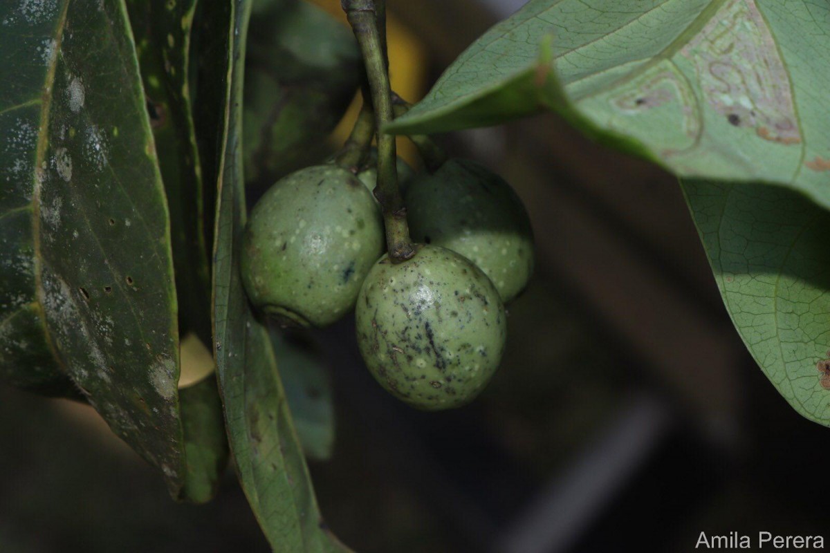 Mastixia arborea subsp. macrophylla (Thwaites) K.M.Matthew